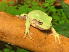 Koraalteenboomkikker (Litoria Caerulea) v.a. €20,-