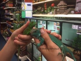 Blauwe leguaan (Iguana Iguana)