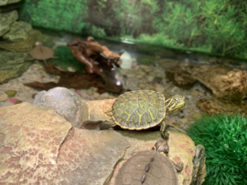 Florida Roodbuikschildpad (Pseudemys Nelsoni) €35,-
