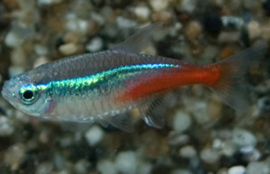 Neon Tetra v.a. €1,50