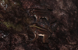 Occidozyga Lima / Green Puddle Floating Frog 