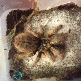 Augacephalus Junodi v.a. €35,-