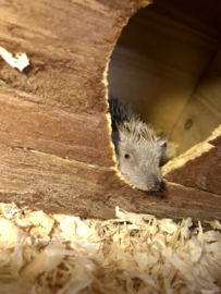 Kleine Tenrec Egel v.a. €100,-