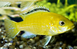 Malawi Cichlide (Labidochromis Caeruleus) €6,95