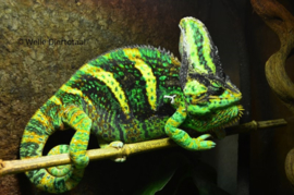 Jemen kameleon (Chamaeleo Calyptratus) v.a. €65,-