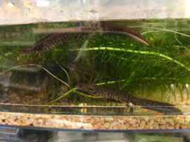 Donau Kamsalamander (Triturus Dobrogicus)