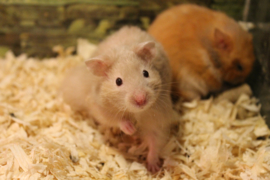 Syrische Hamster Langharig (Goudhamster Langharig) €15,-