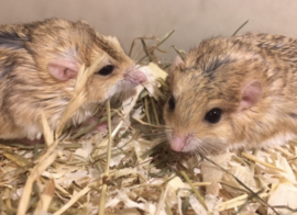 Dikstaartgerbil (Vetstaartgerbil) v.a. €20,-