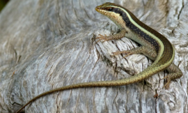 Afrikaanse Gestreepte Skink / Trachylepis Striata (voorheen: Mabuya Striata) v.a. €15,-