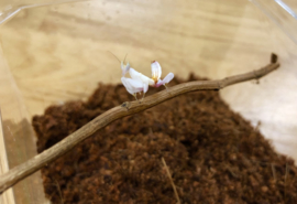 Orchidee Bidsprinkhaan (Hymenopus Coronatus) v.a. €24,95