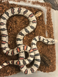 Koningsslang (Lampropeltis Mexicana) v.a. €60,-