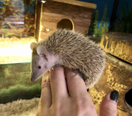 Kleine Tenrec Egel v.a. €100,-