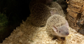 Kleine Tenrec Egel v.a. €100,-