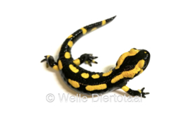 Vuursalamander / Salamandra S. Terrestris v.a. €50,-