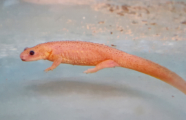 Ribbensalamander Albino (Pleurodeles Waltl) v.a. €30,-