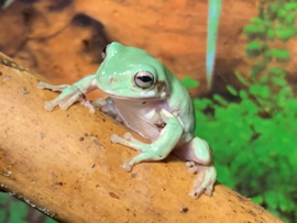 Koraalteenboomkikker (Litoria Caerulea) v.a. €20,-