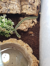 Kousenbandslang  (Thamnophis Sauritus) v.a. €55,-