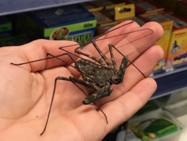 Zweepspin (Amblypygi / Damon Diadema) v.a. €25,- (vanaf prijs i.v.m. formaat dier)