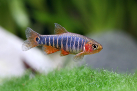 Zebra Rasbora / Danio Erythromicron €5,50