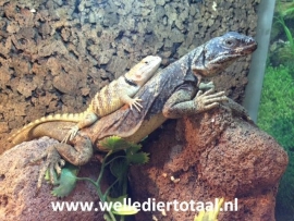 Chuckwalla (Sauromalus sp.) v.a. €200,-