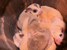 Mozaïek Sugar glider / Suikereekhoorn v.a. €290,-