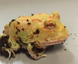 Pacman Albino (Ceratophrys Cranwelli) v.a. €35,-