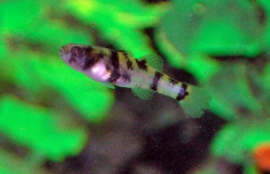 Bijtje / Brachygobius Nunus €2,50