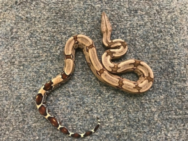 Afgodsslang (Boa Constrictor)