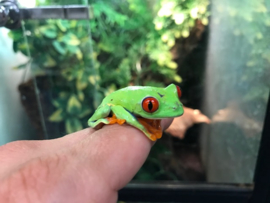 Roodoogmaki kikker (Agalychnis callidryas) 