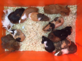 Cavia Gladhaar Vrouw €34,50