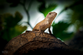 Oranjekeel anolis (Anolis Sagrei)  man  v.a. €15,- / vrouw  v.a. €25,-