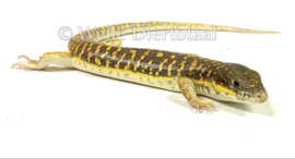 Berberskink (Eumeces schneideri) v.a. €55,-