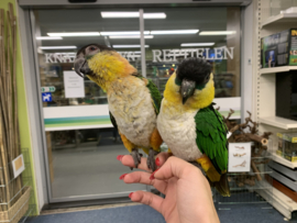 Caique €600,-