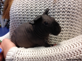 Skinny Cavia Vrouw €120,-