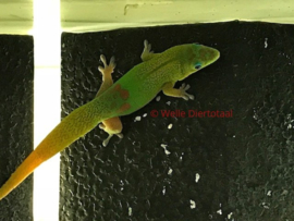 Goudstofdaggekko | Phelsuma Laticauda v.a. €65,-