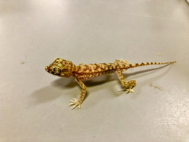 Stenodactylus Petri (Dunvingergekko) v.a. €15,-