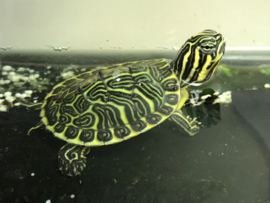 Florida Sierschildpad (Pseudemys Floridana Peninsularis) v.a. €35,-