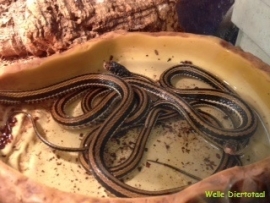 Indonesische Kousenbandslang (Xenochrophis Vittatus) v.a. €30,-