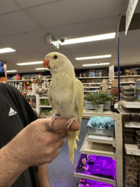 Halsbandparkiet Albino (prijs op aanvraag)