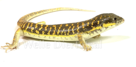 Berberskink (Eumeces schneideri) v.a. €55,-