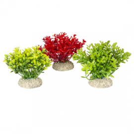 Plant Glosso S 9cm