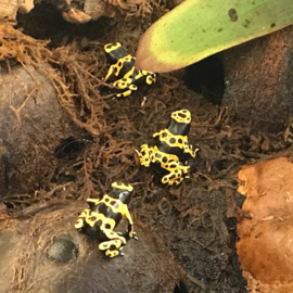 Bijengifkikker (Dendrobates Leucomelas) v.a. €45,-