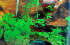 Betta Splendens Crowntail Vrouw €3,50