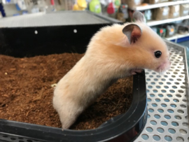 Syrische Hamster (Goudhamster) €15,-