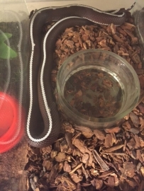 Koningsslang (Lampropeltis californiae) v.a. €30,-