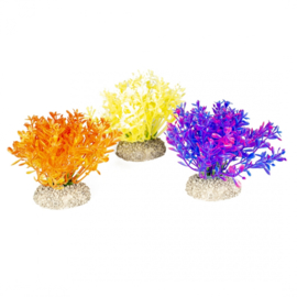 Plant Glosso S 9cm