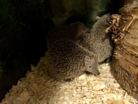 Kleine Tenrec Egel v.a. €100,-