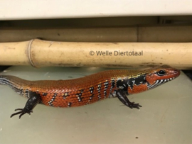 Vuurskink (Fernands riopa) v.a. €35,-