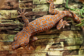 Tokeh (Gecko gekko) v.a. €75,-