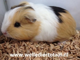 Noordoosten overdrijving Bangladesh Cavia Langhaar Vrouw €34,50 | Knaagdieren | welle